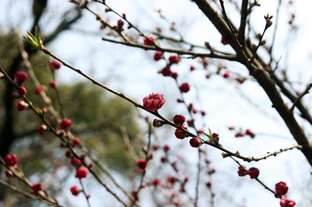 IMG_8386_zps7c7425a3.jpg