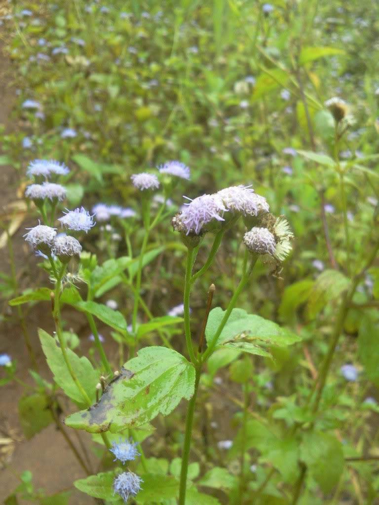 Photo0829.jpg