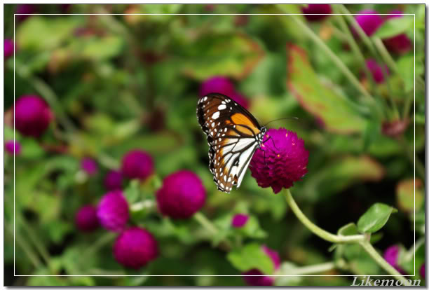 IMGP1039.jpg