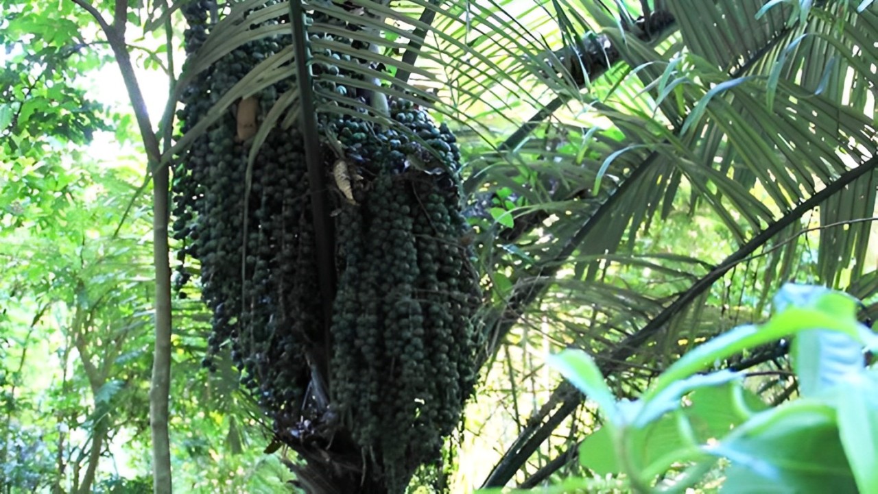 Hạt đác là gì