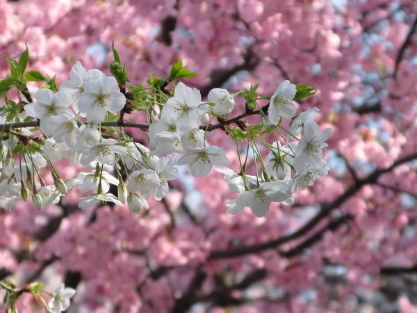 IMG_2514_resize.jpg