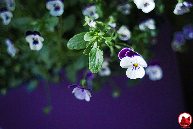 8947990817_294a2d1e09_z.jpg