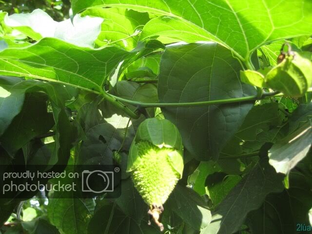 IMG_1269.jpg