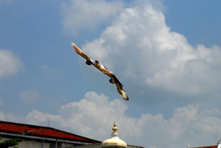ChimHcung4.jpg