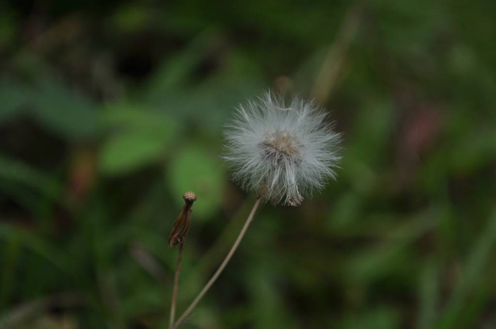DSC_0112.jpg