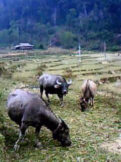 IMG0037A.jpg