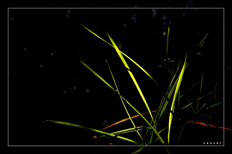 7601545906_4d796941a2_c.jpg