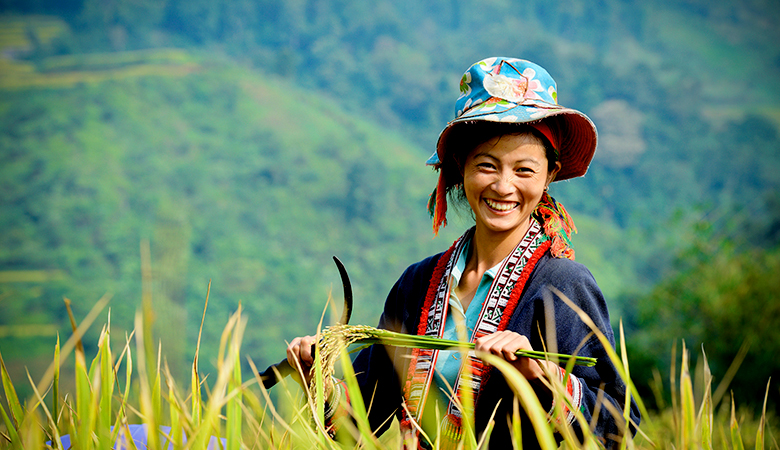 Nụ cười viên mãn của cô gái vùng cao khi lúa vào mùa thu hoạch 