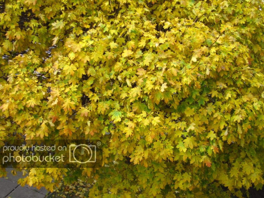 IMG_1897_zps35c63e83.jpg