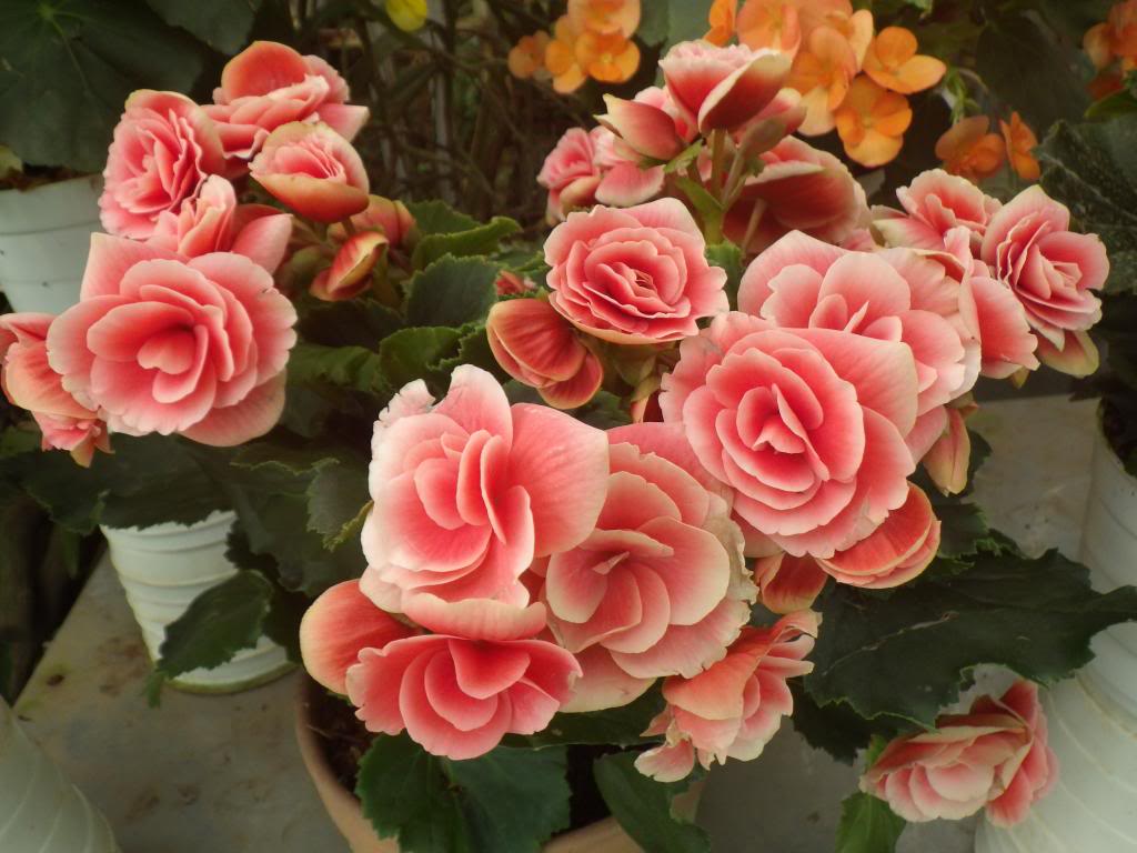 425_zpsf7c32041.jpg