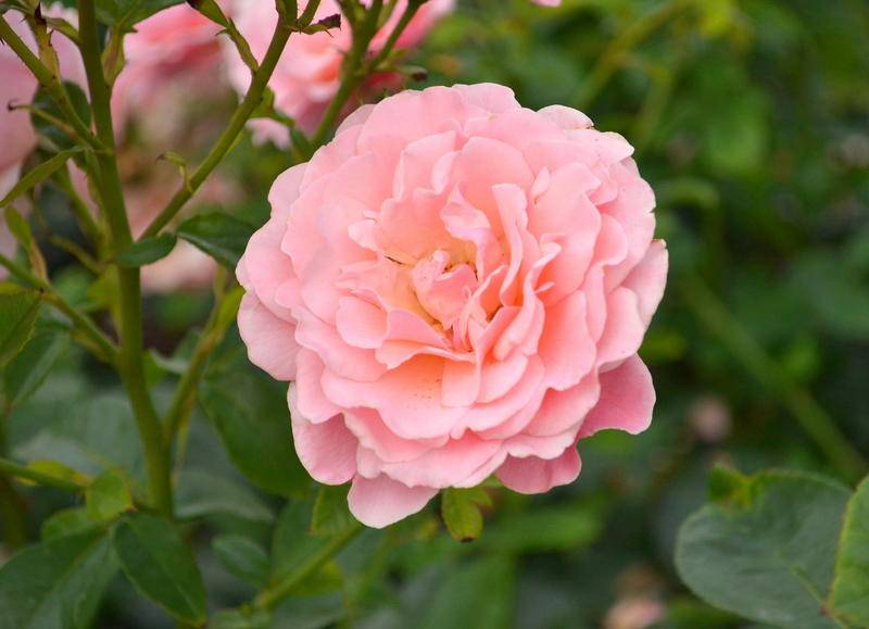 DSC_3523.jpg