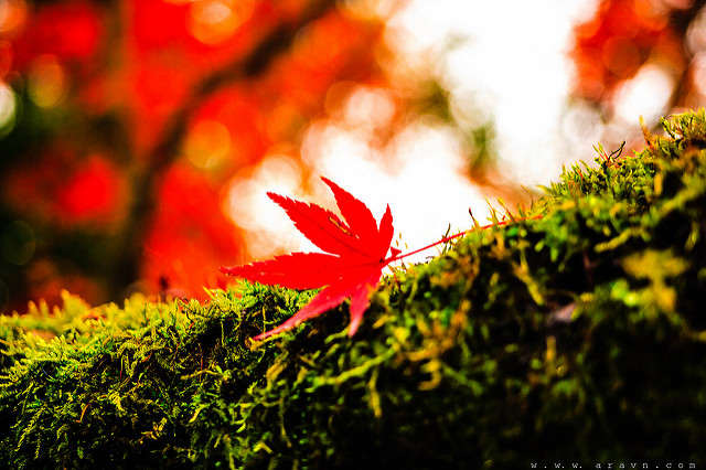 9491590877_d95219f4bb_z.jpg