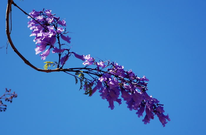 DSC_5276_resize.jpg
