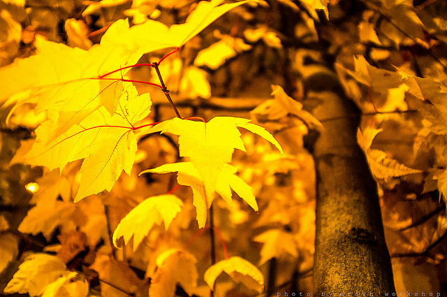9058131560_18b8a13868_z.jpg
