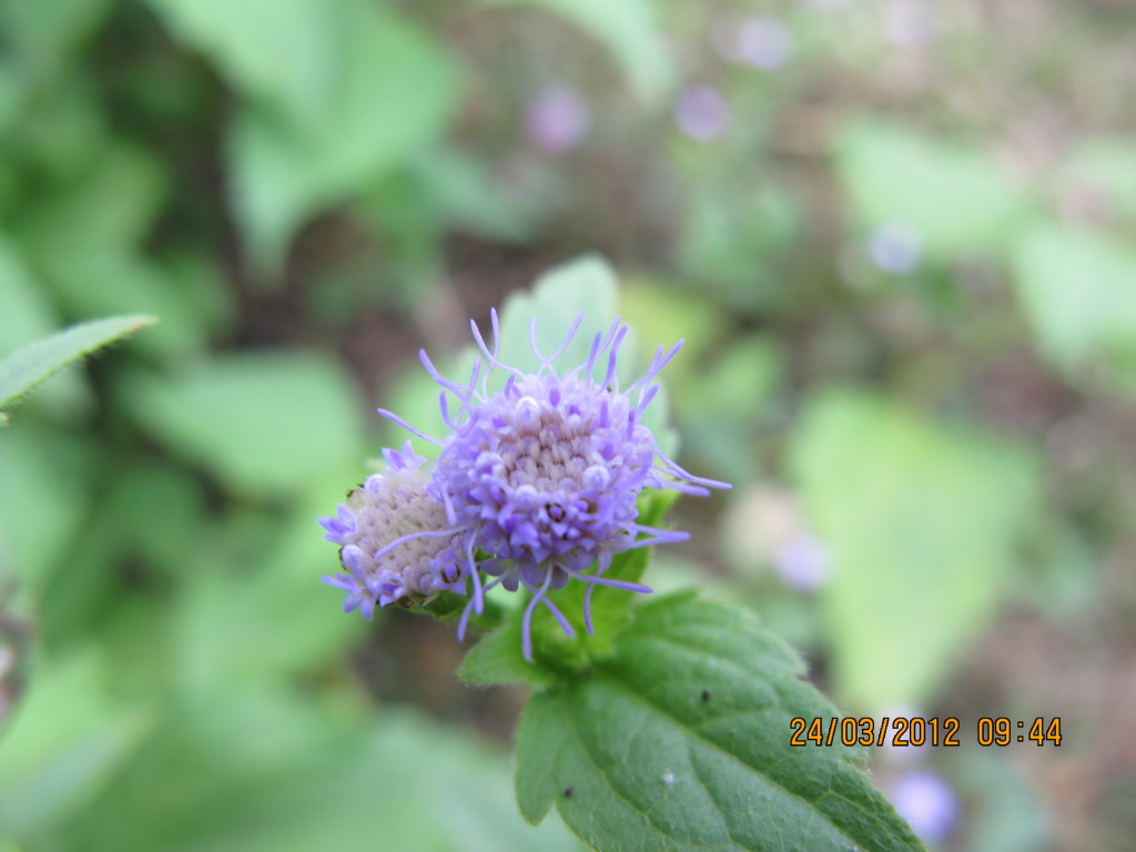 IMG_1053.jpg