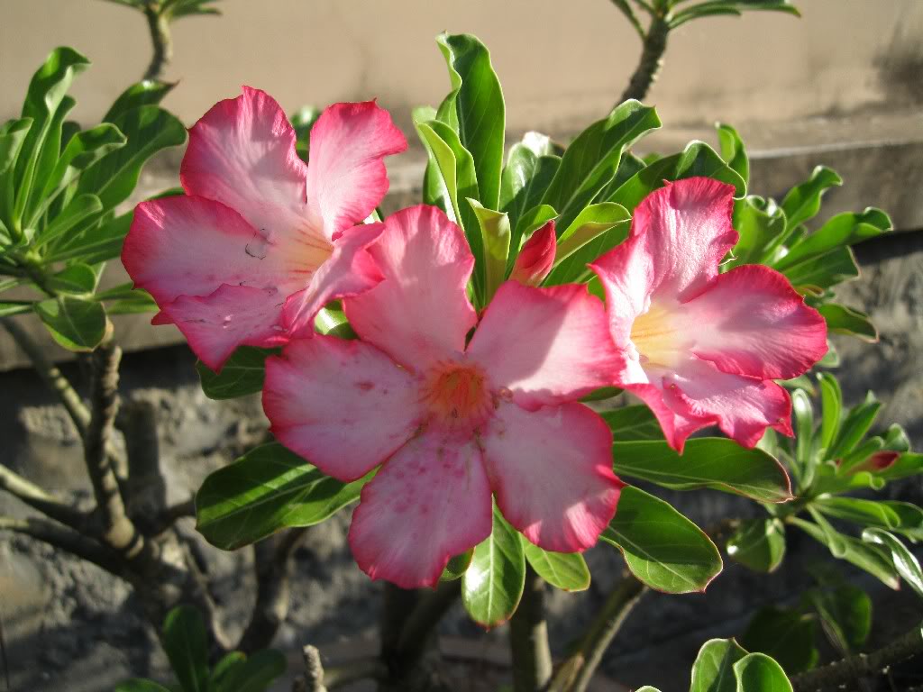 Image00014.jpg