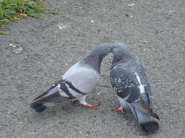 DSC07487.jpg