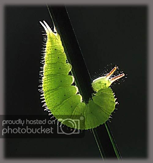 Caterpillar_SauRom301.jpg