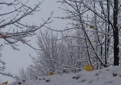 DSC00847.jpg