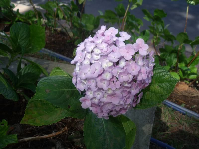 DSCF3514.jpg