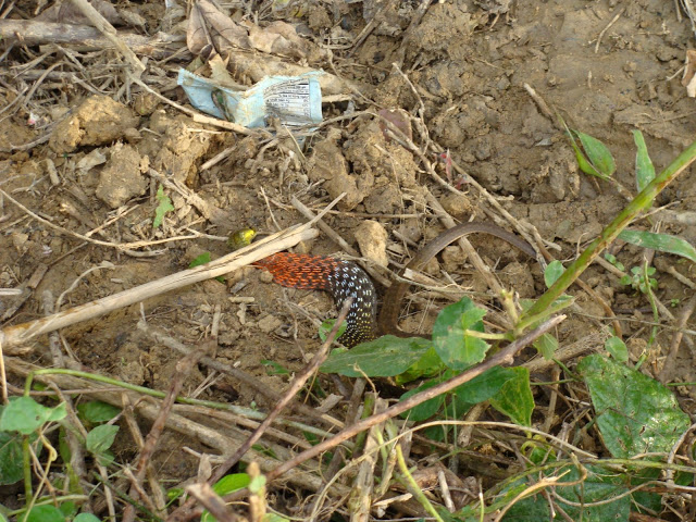 DSC03418.JPG