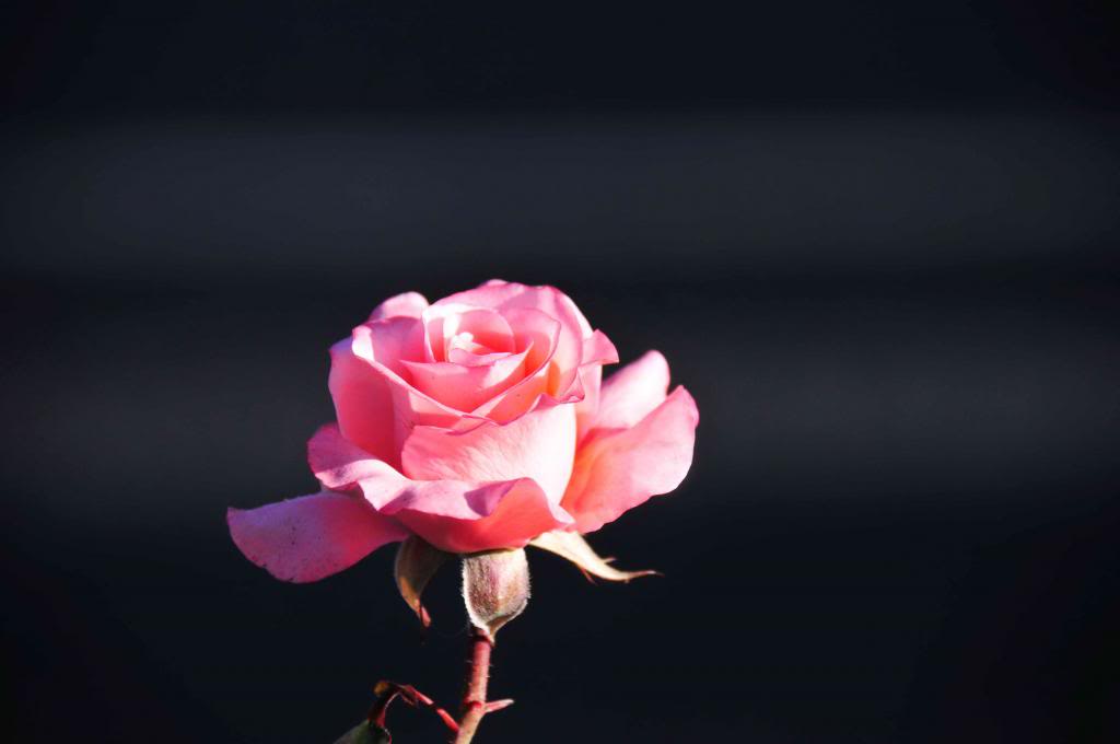 DSC_8119_zps561dac68.jpg