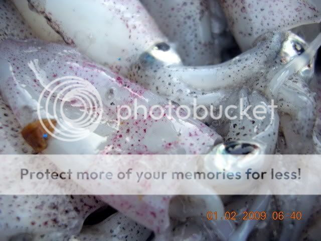 DSCN7733.jpg