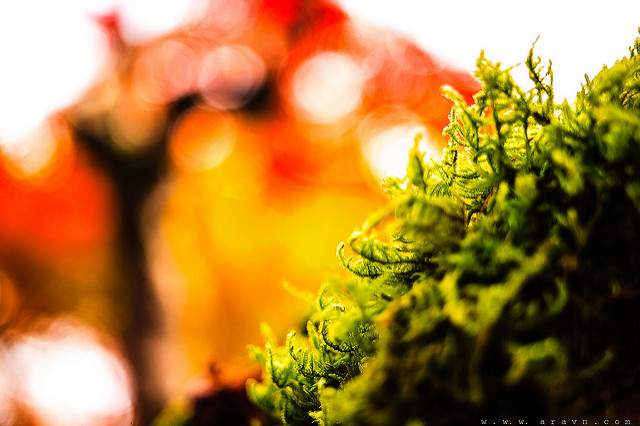 9465023758_195b3d12a5_z.jpg