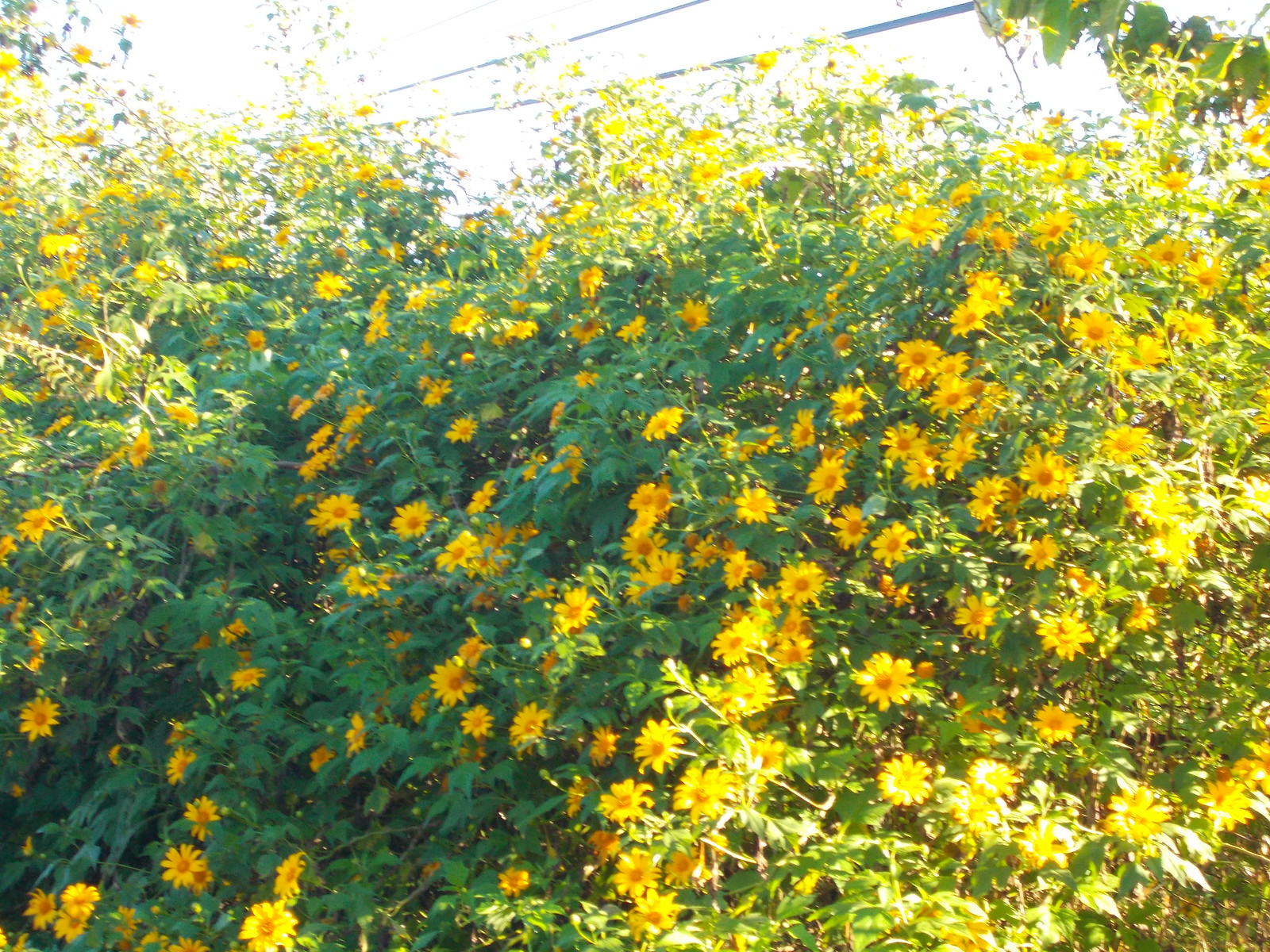 22995460869_cf1c757d8f_h.jpg