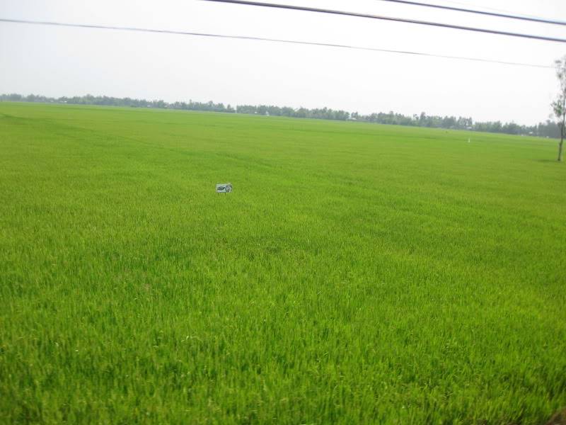 DongThapTET2011405.jpg