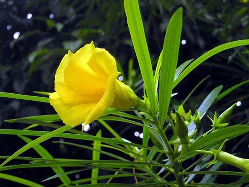 chua-khoi-thoai-hoa.jpg