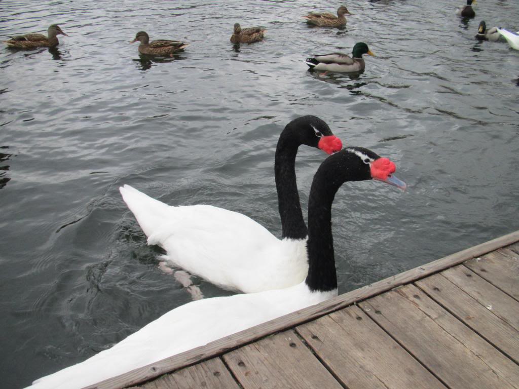 IMG_7529_zps677e3517.jpg
