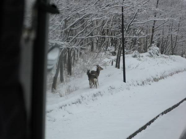IMG_3240_resize.jpg