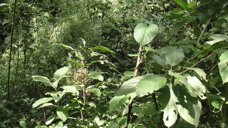 DSC01071.jpg