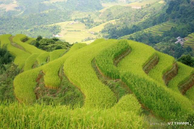 Hgiang19.jpg
