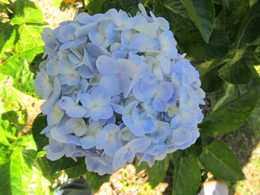 IMG_2812.jpg