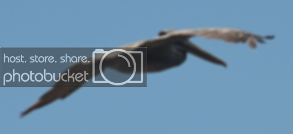 bird4.jpg