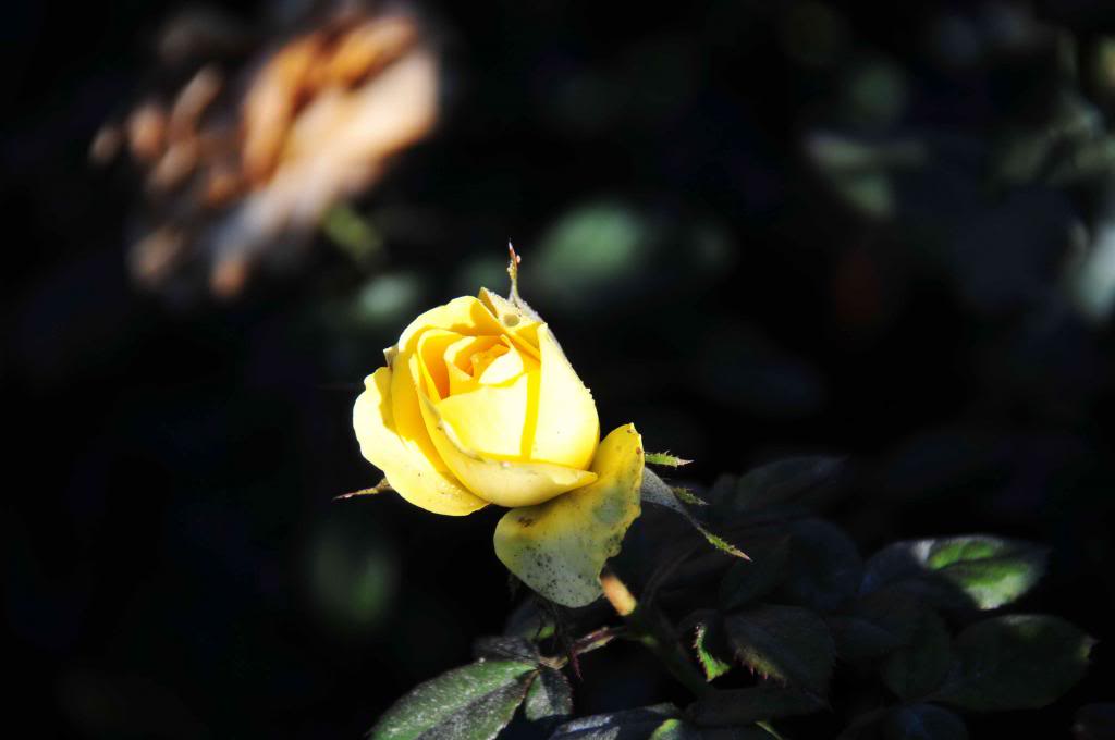 DSC_8123_zps88e11d9a.jpg