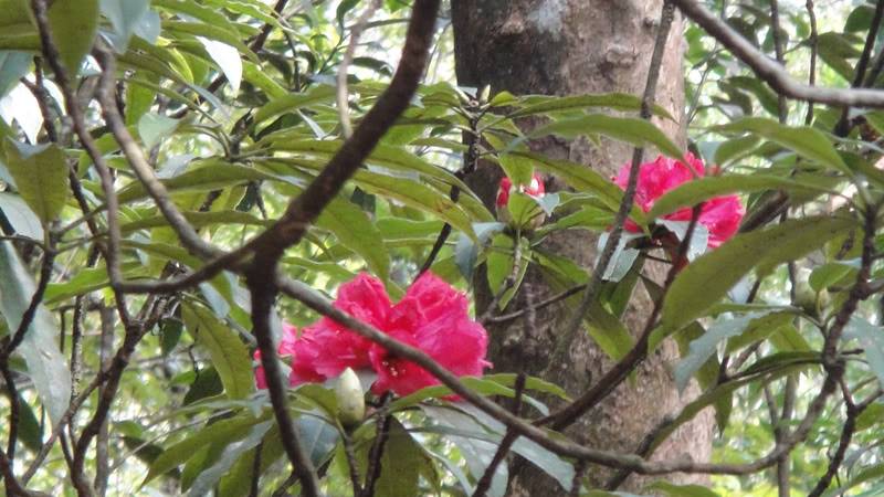 do_quyen_flower.jpg