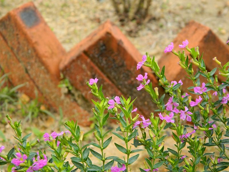 DSCN2626.jpg