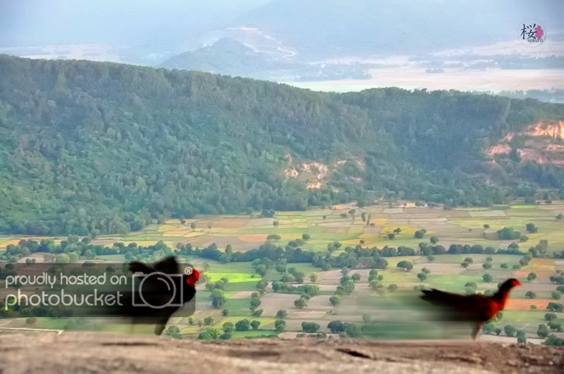 dunglai.jpg