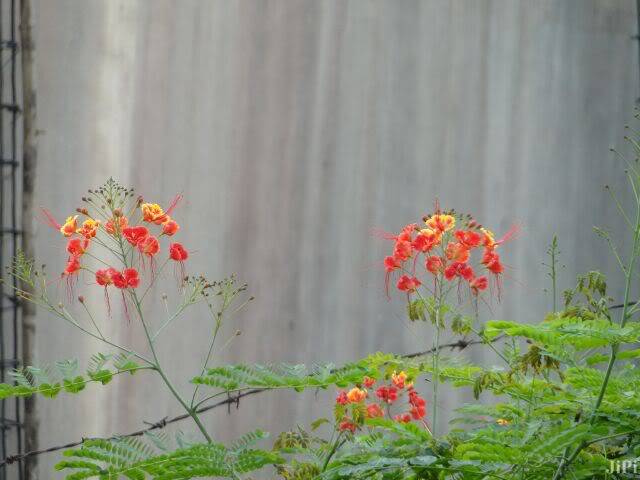 DSC02680.jpg
