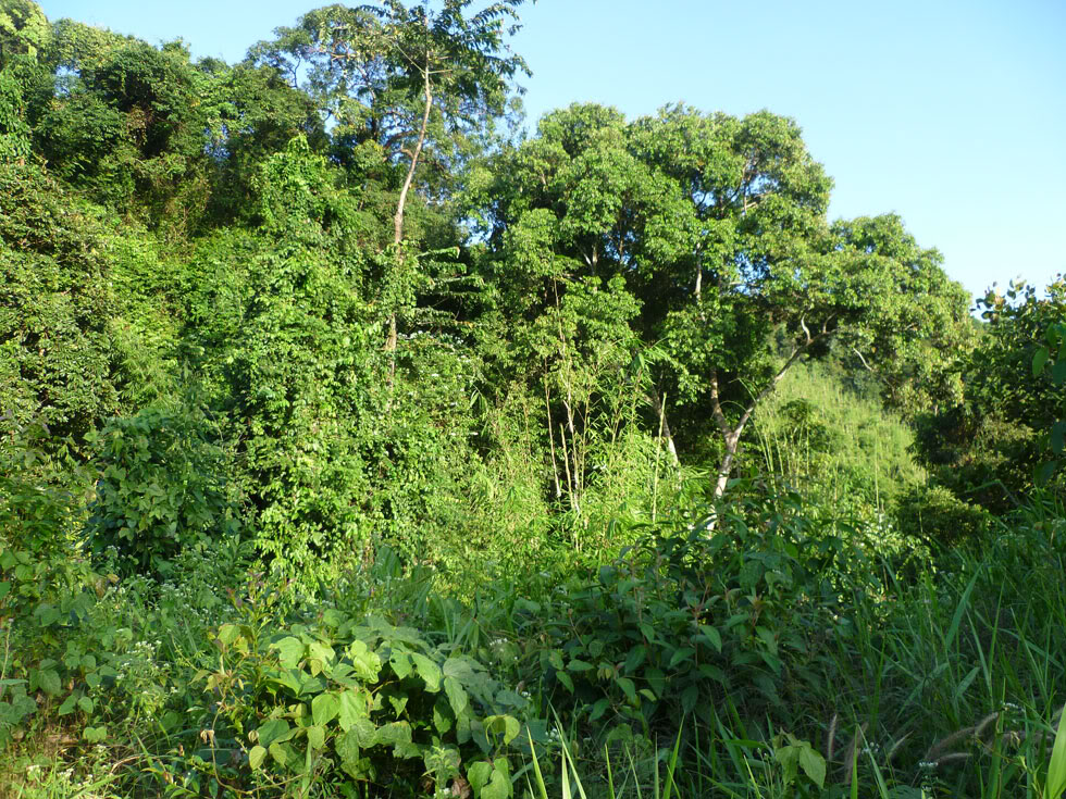 P1050831.jpg