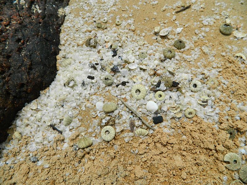 DSCN2184.jpg