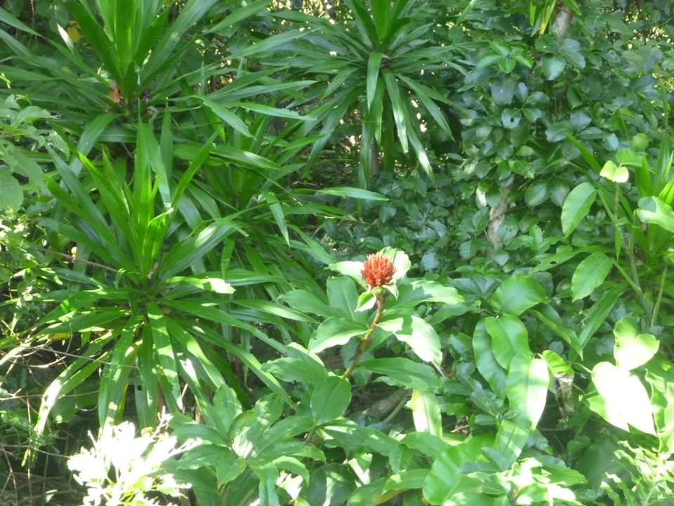 P1020051.jpg