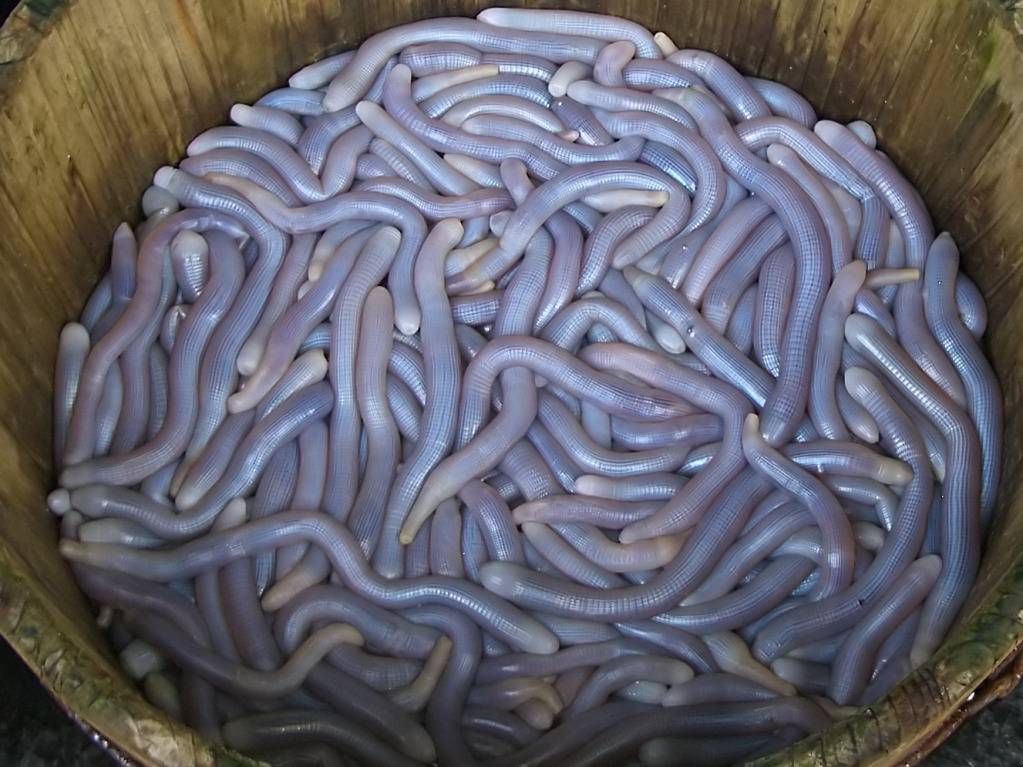 Sipuncula.jpg