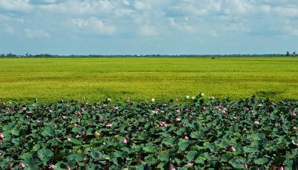 dong-thap-muoi.jpg
