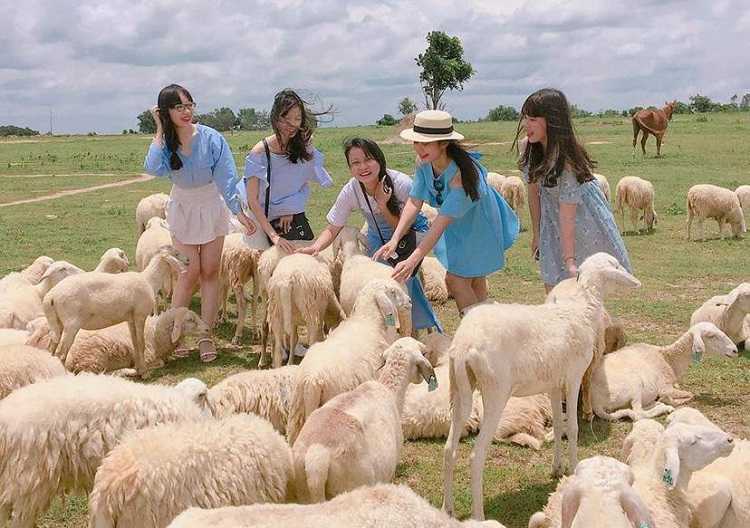 Đồi Cừu Suối Nghệ, cánh đồng check in chụp hình siêu ảo mới