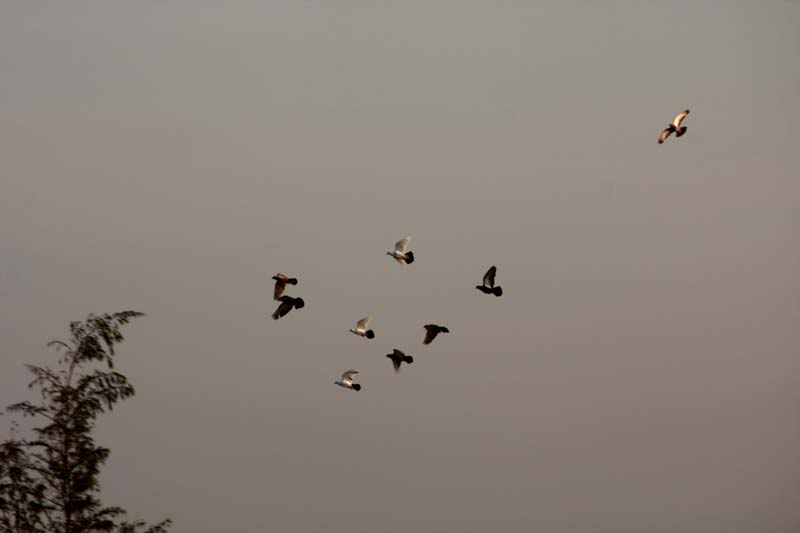 IMG_6407-1.jpg