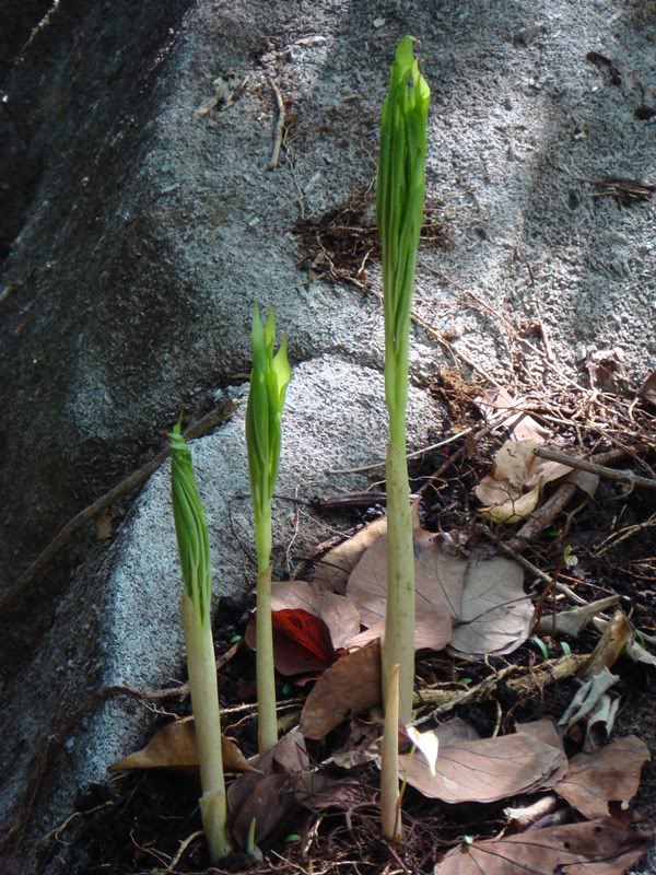 DSC00481.jpg